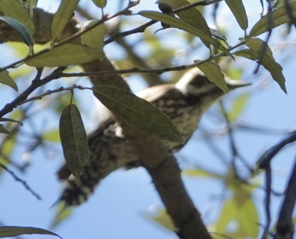 Arizona Woodpecker - ML620106811