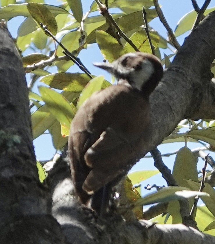 Arizona Woodpecker - ML620106812