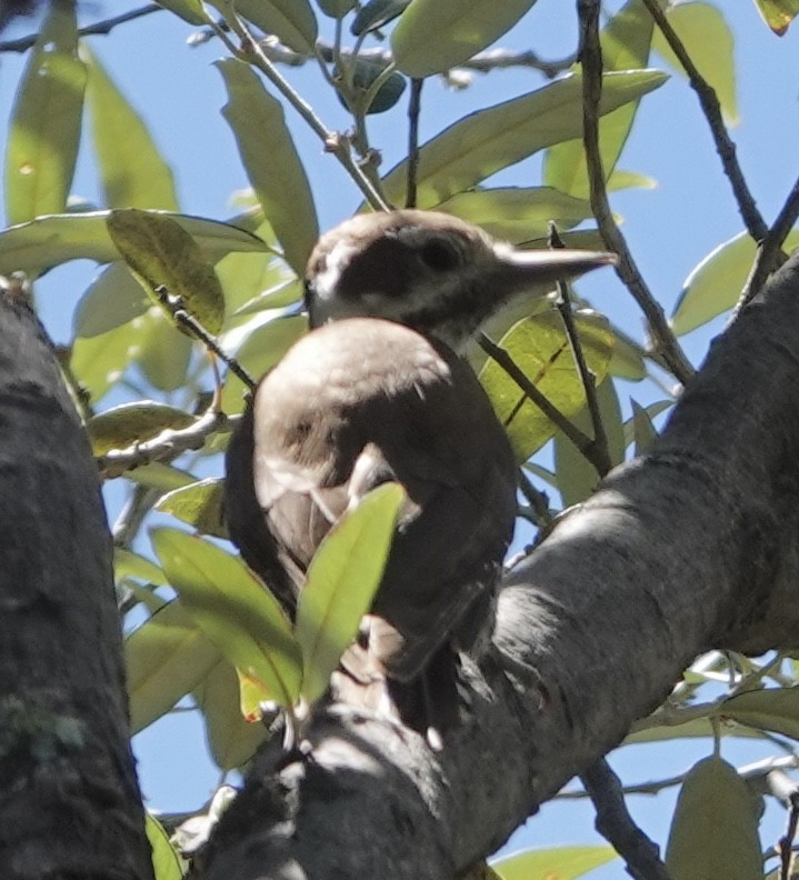 Arizona Woodpecker - ML620106813