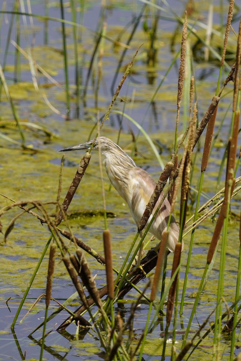 Squacco Heron - ML620106820