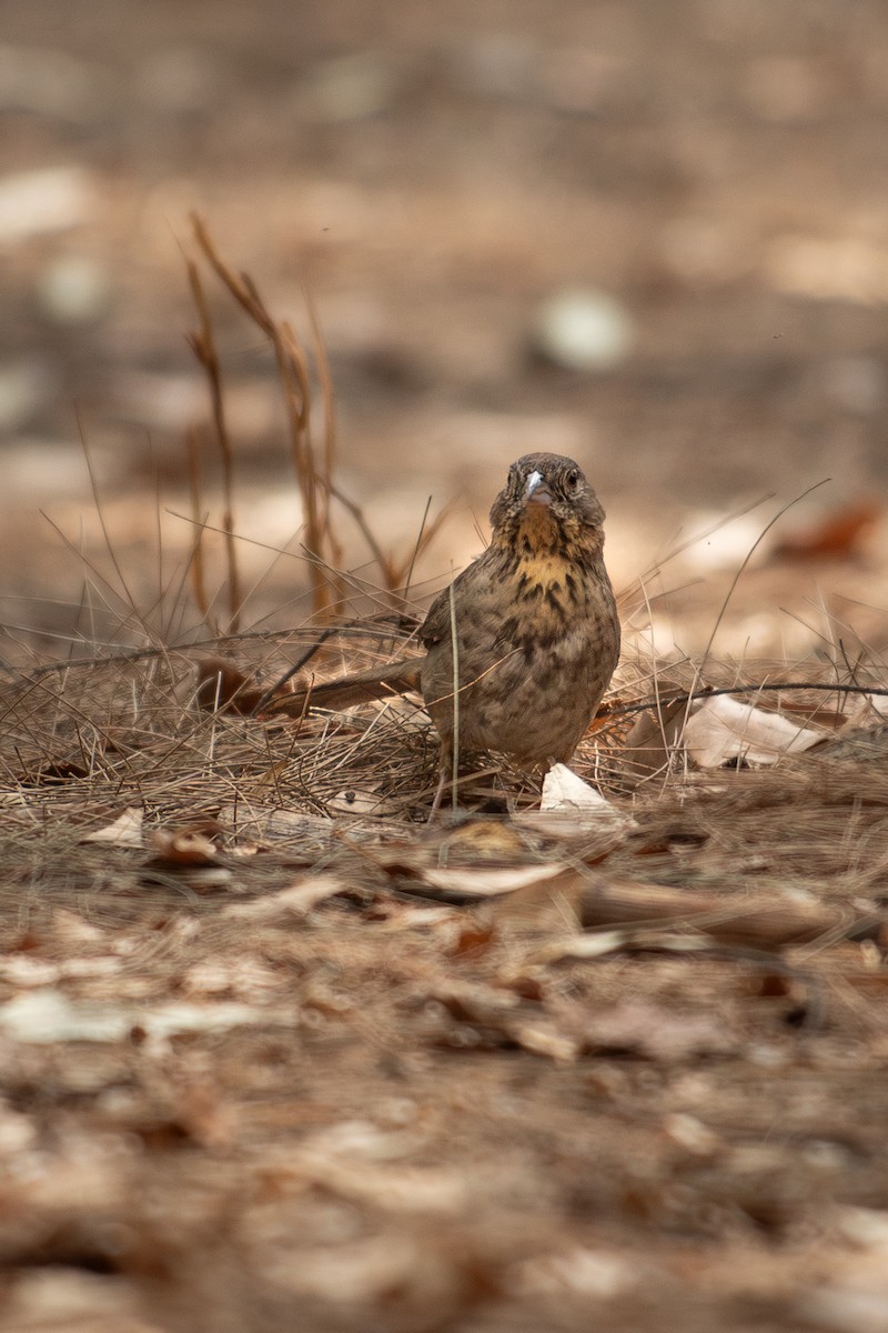 Canyon Towhee - ML620106826