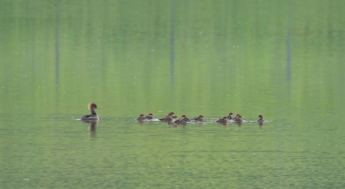 Hooded Merganser - ML620106828