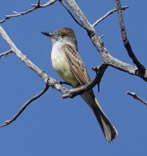 Dusky-capped Flycatcher - ML620106836