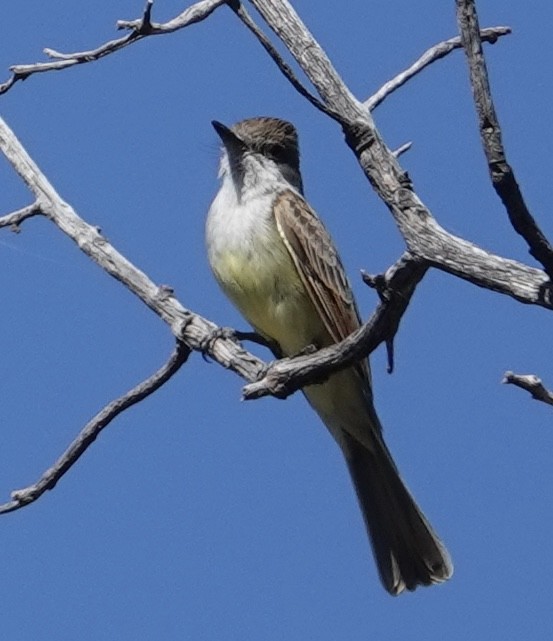 Dusky-capped Flycatcher - ML620106837