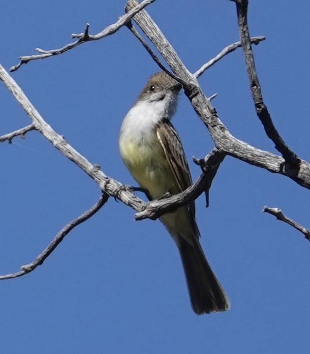 Dusky-capped Flycatcher - ML620106838