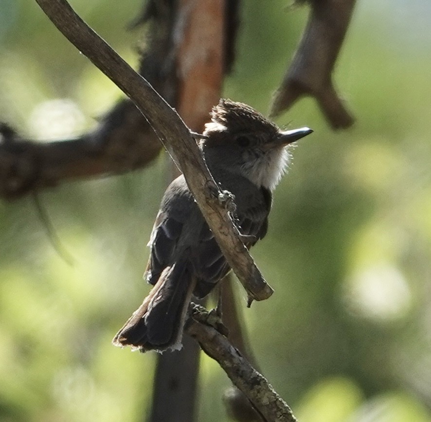 Dusky-capped Flycatcher - ML620106839