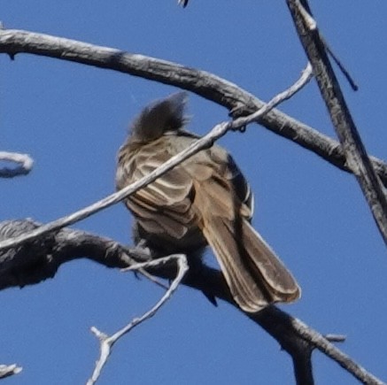 Dusky-capped Flycatcher - ML620106840