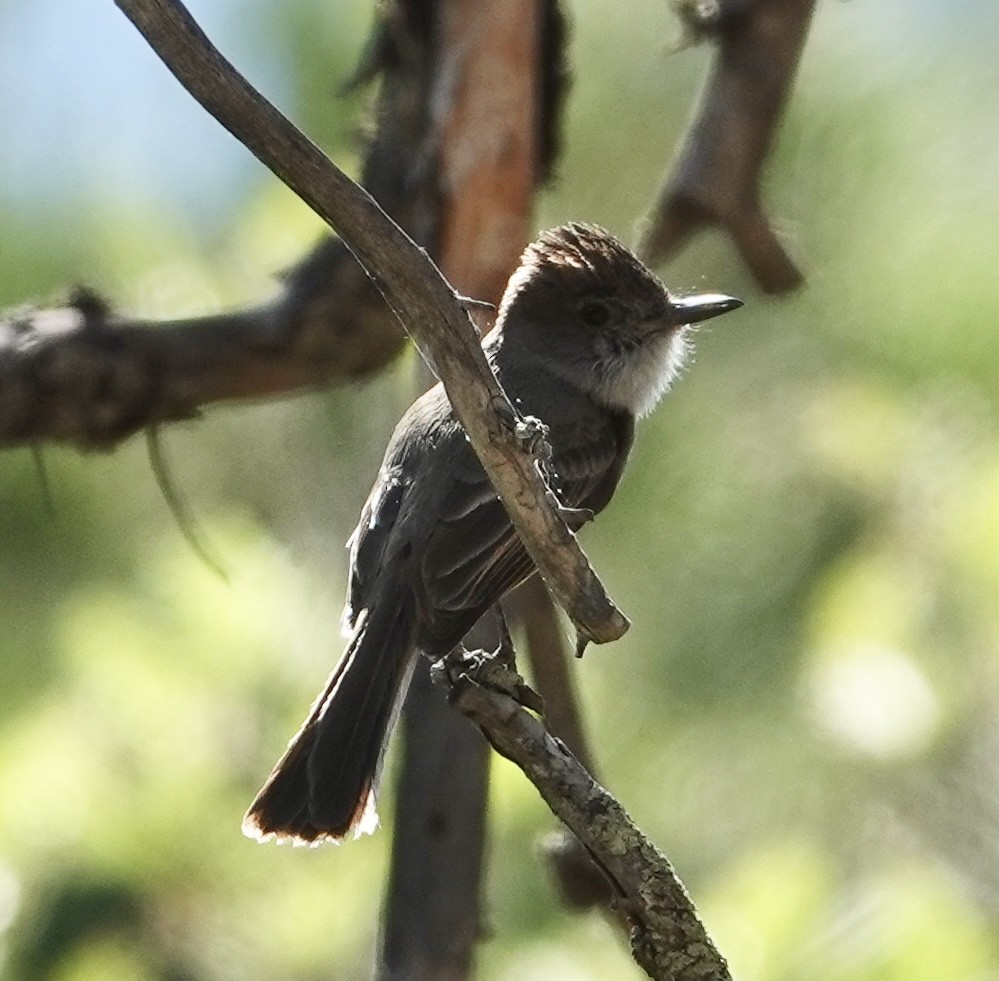 Dusky-capped Flycatcher - ML620106841