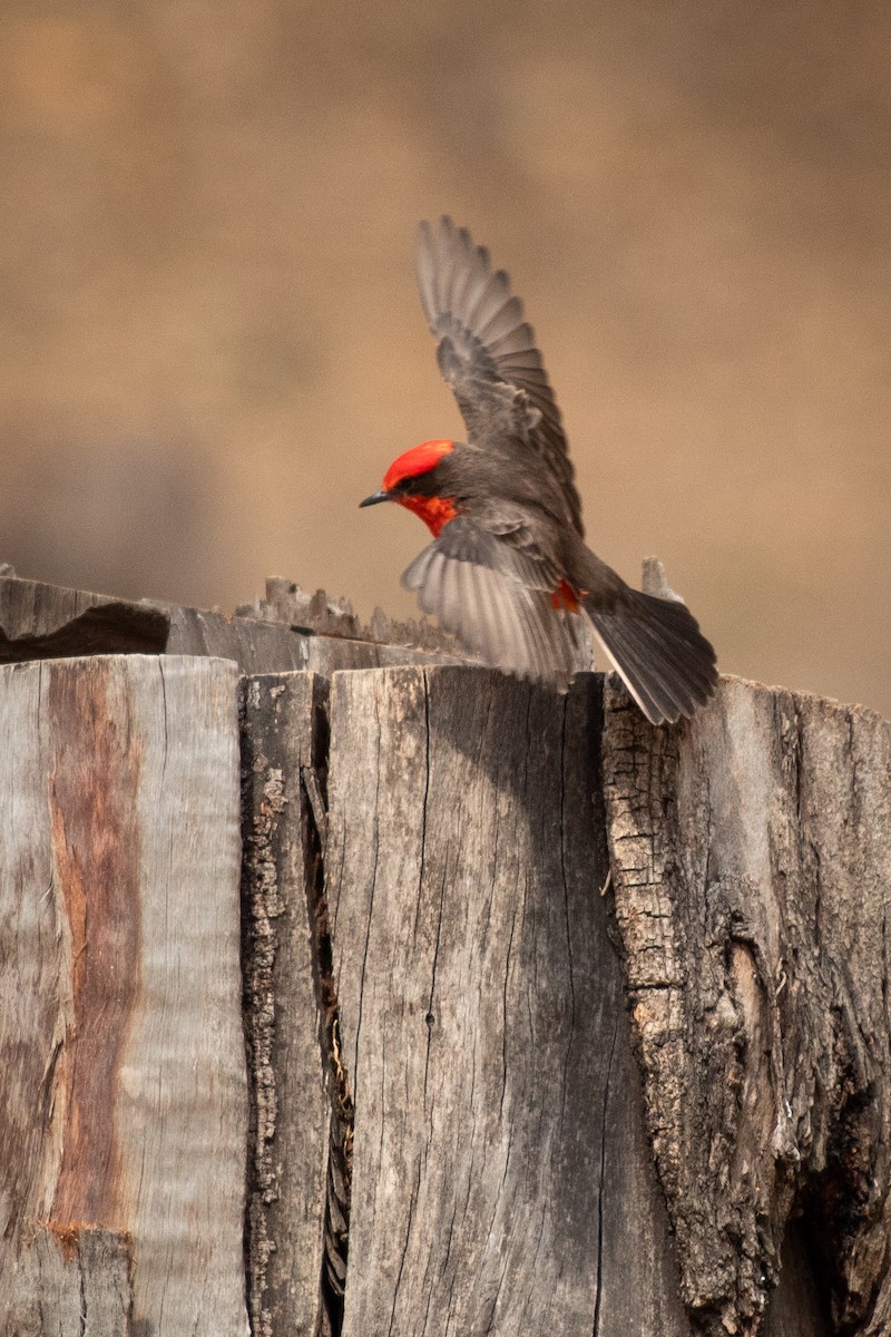 Vermilion Flycatcher - ML620106843