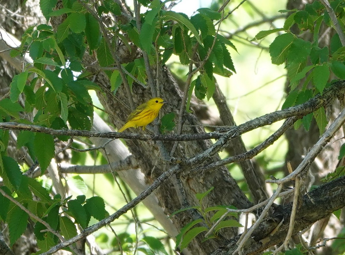 Yellow Warbler - ML620106872