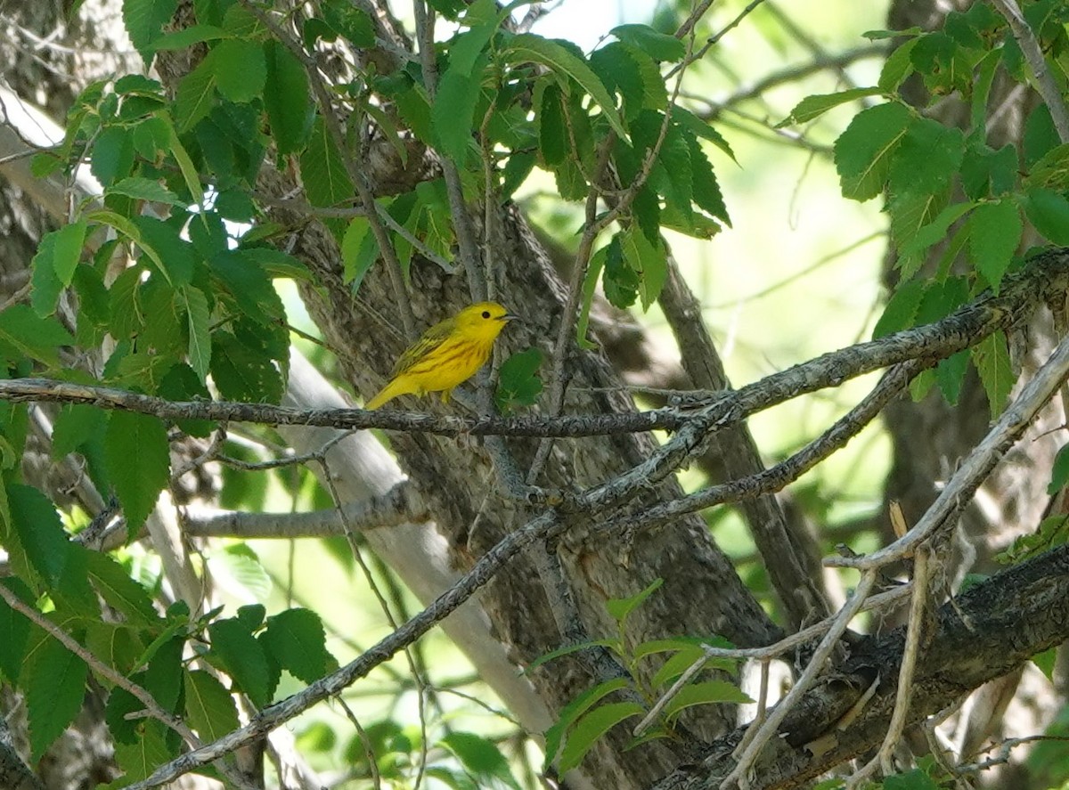 Yellow Warbler (Northern) - ML620106872