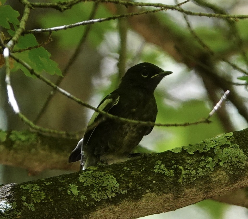 Painted Redstart - ML620106882