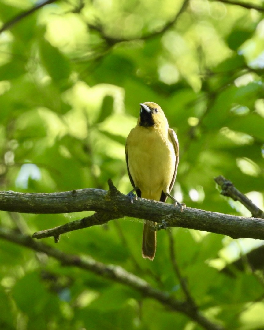 Orchard Oriole - ML620106888