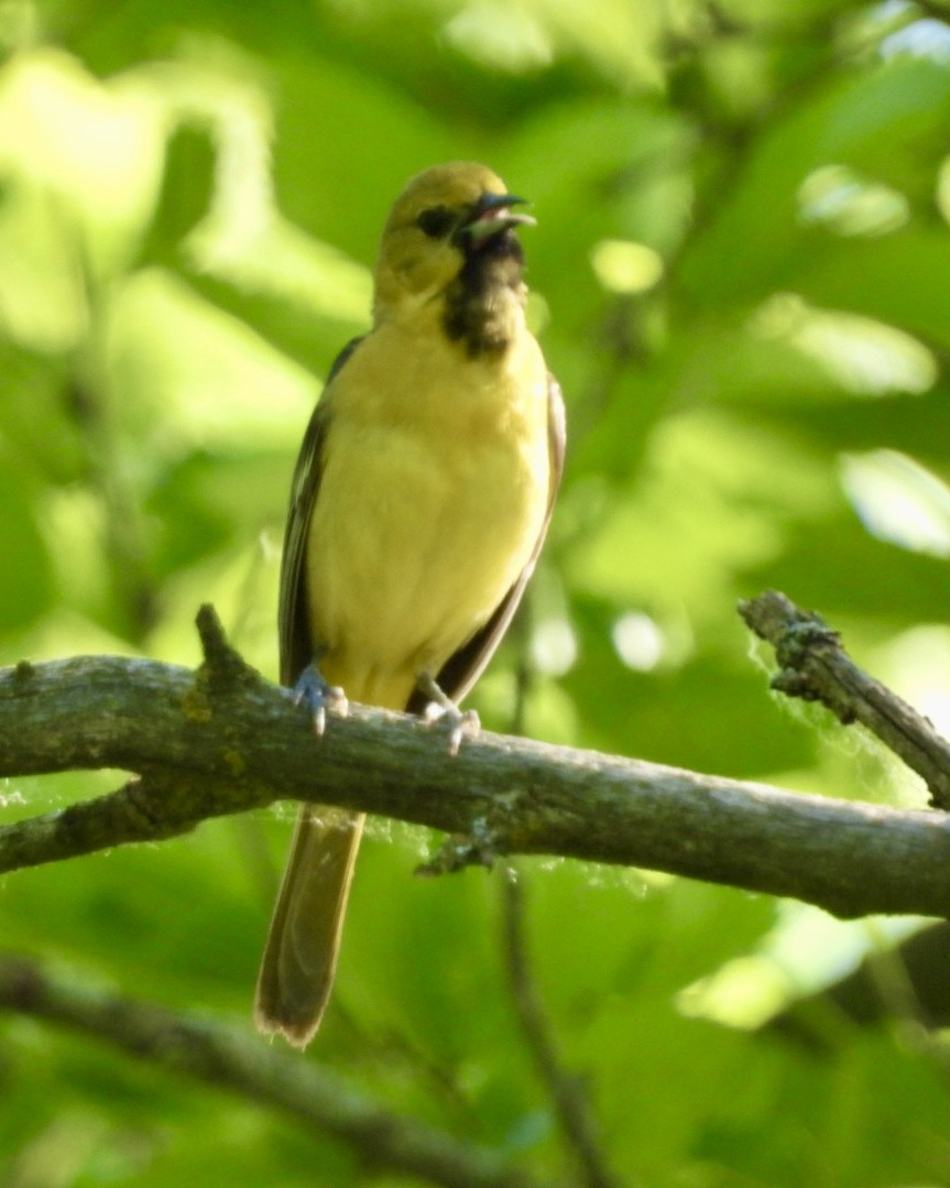 Orchard Oriole - ML620106889