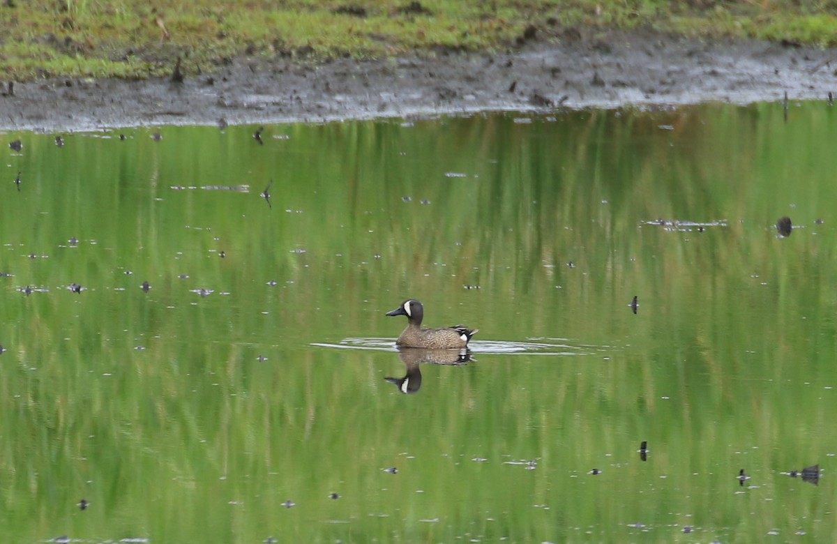 Blue-winged Teal - ML620106891