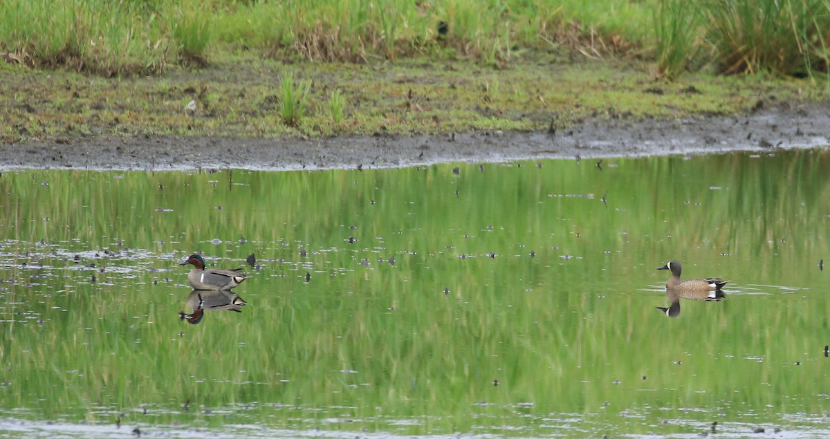 Green-winged Teal - ML620106907