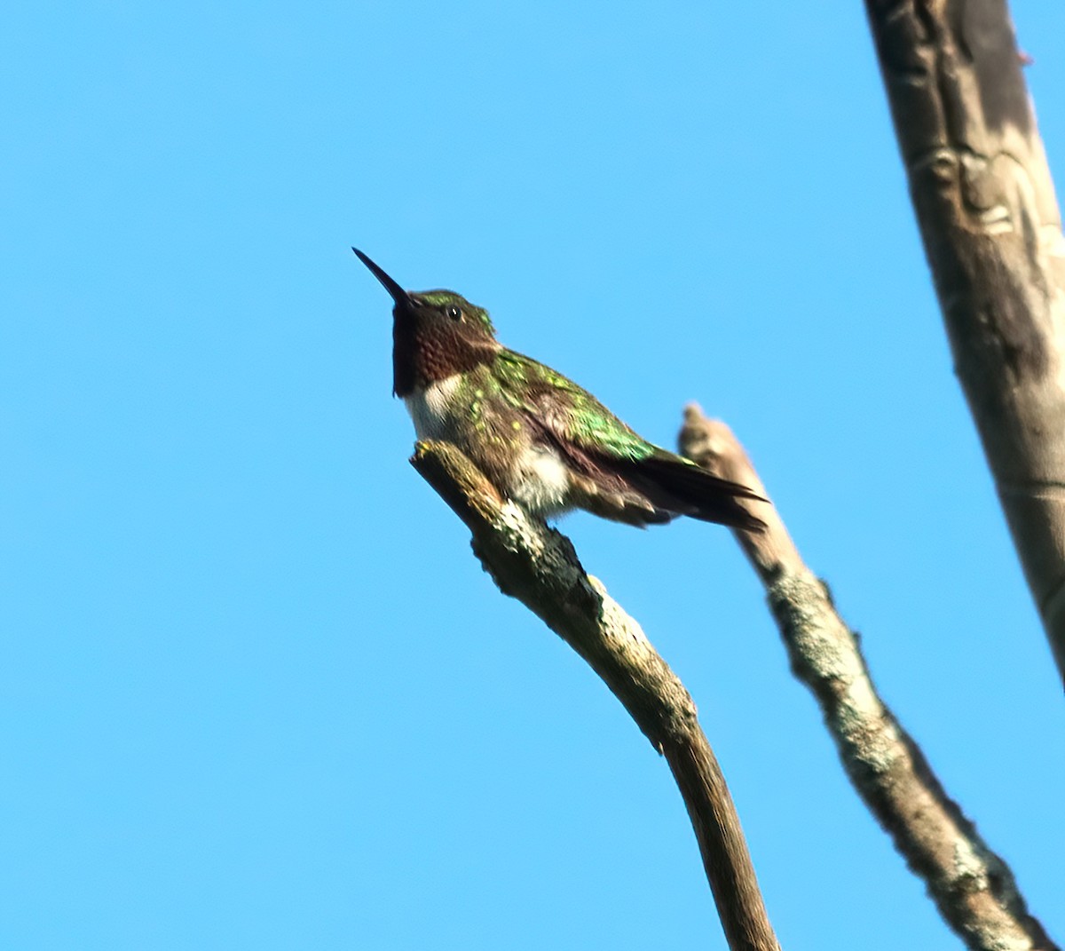 Ruby-throated Hummingbird - ML620106932