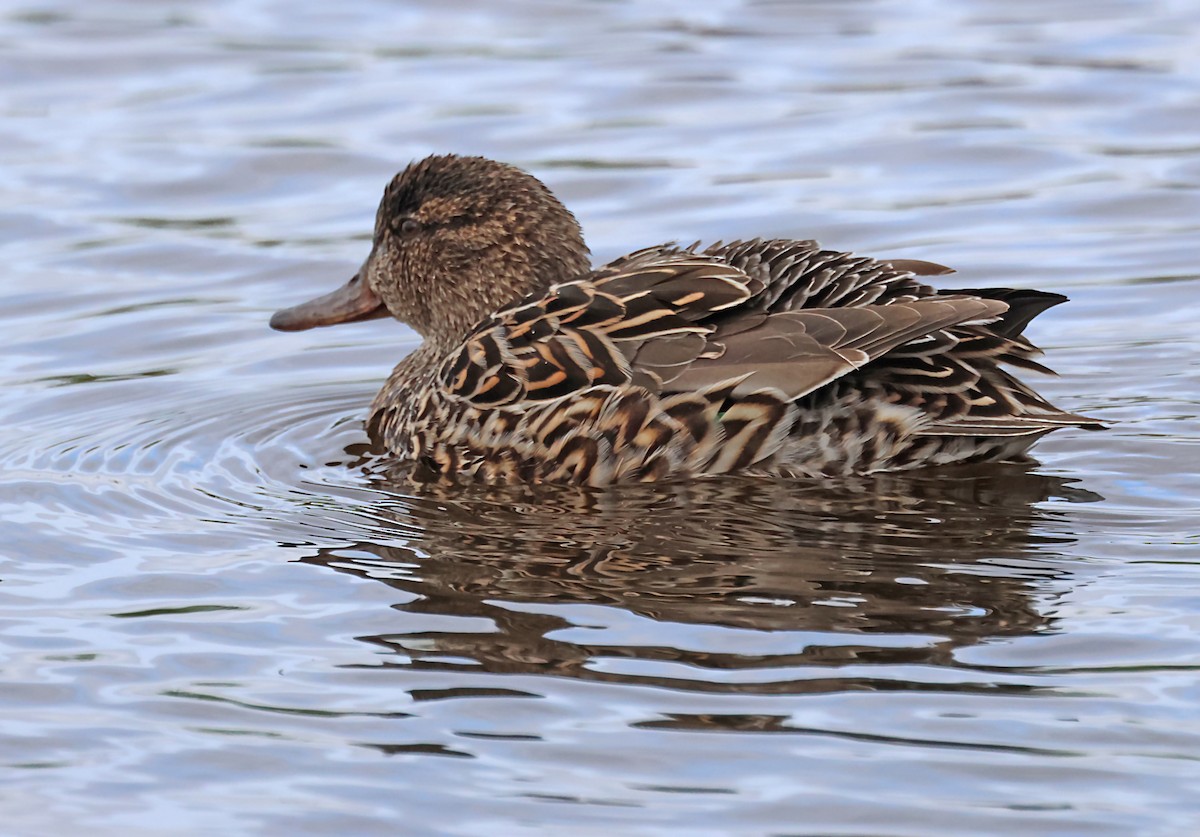 Green-winged Teal - ML620106940