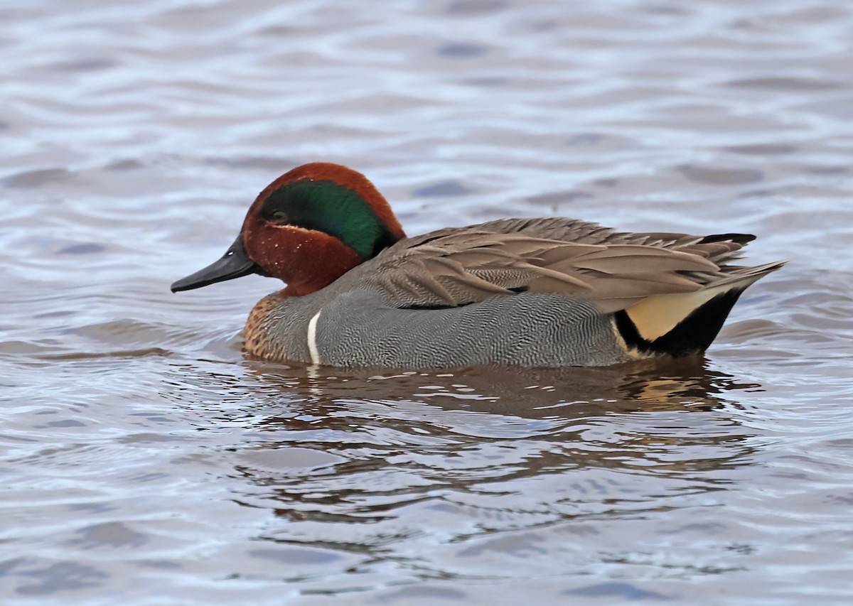 Green-winged Teal - ML620106942