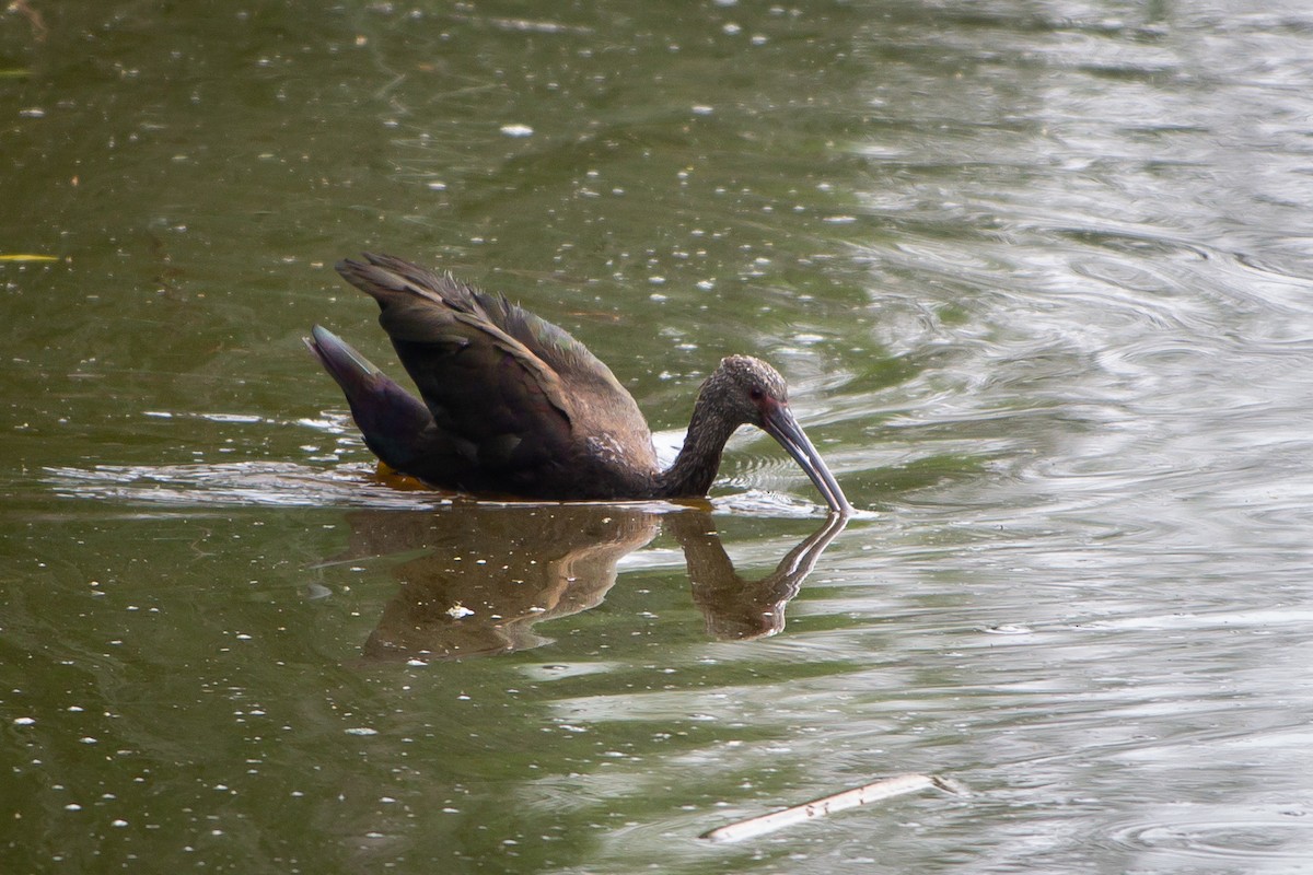 ibis americký - ML620106945