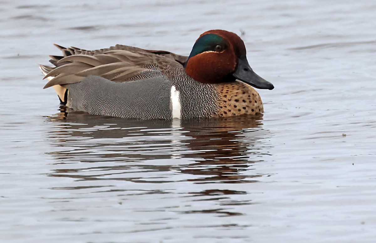 Green-winged Teal - ML620106948