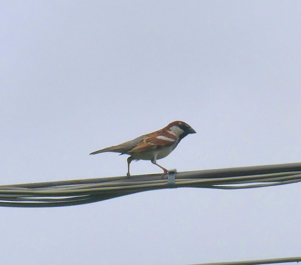 Italian Sparrow - ML620106963