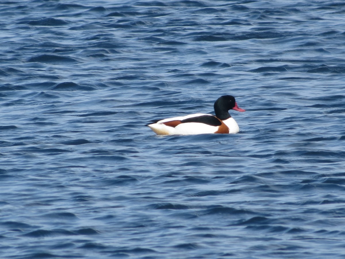 Common Shelduck - ML620106970