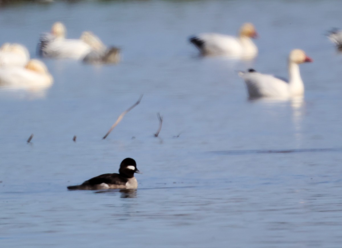 Bufflehead - ML620106977