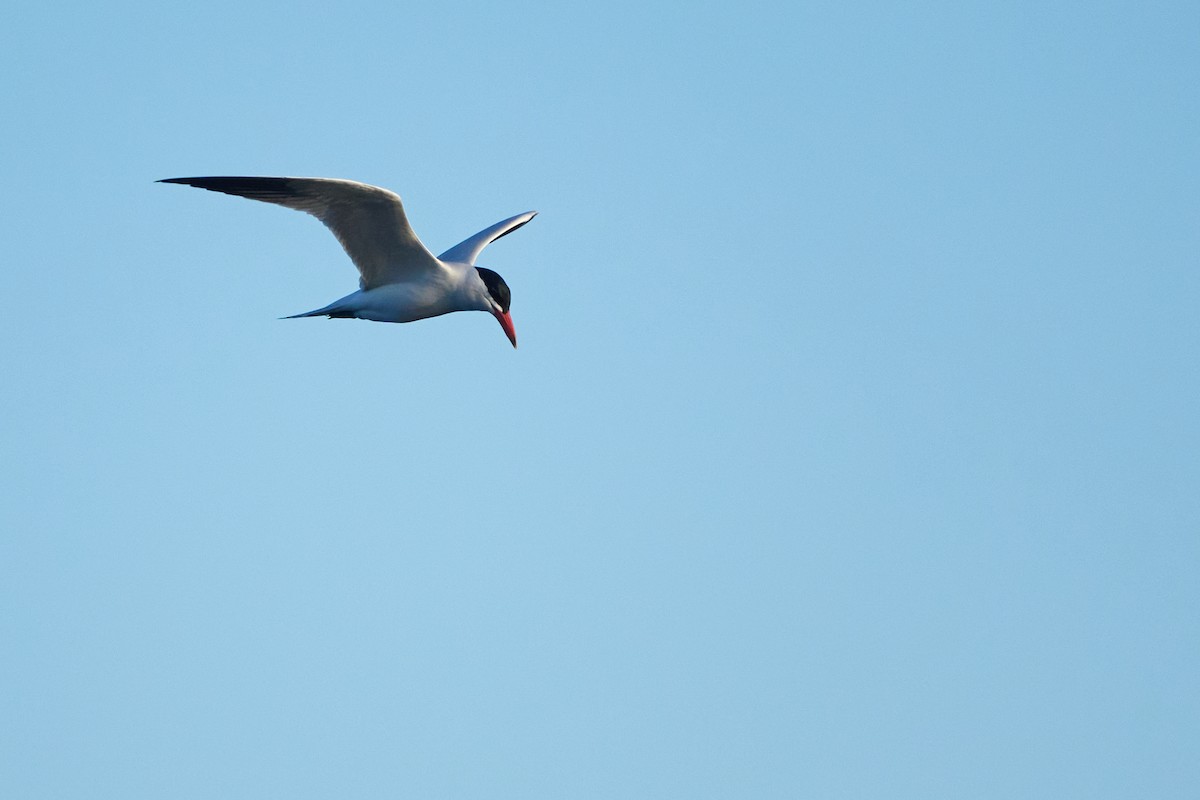 Caspian Tern - ML620106989