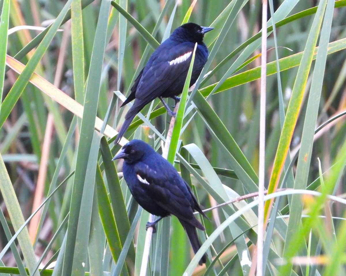 Tricolored Blackbird - ML620106993