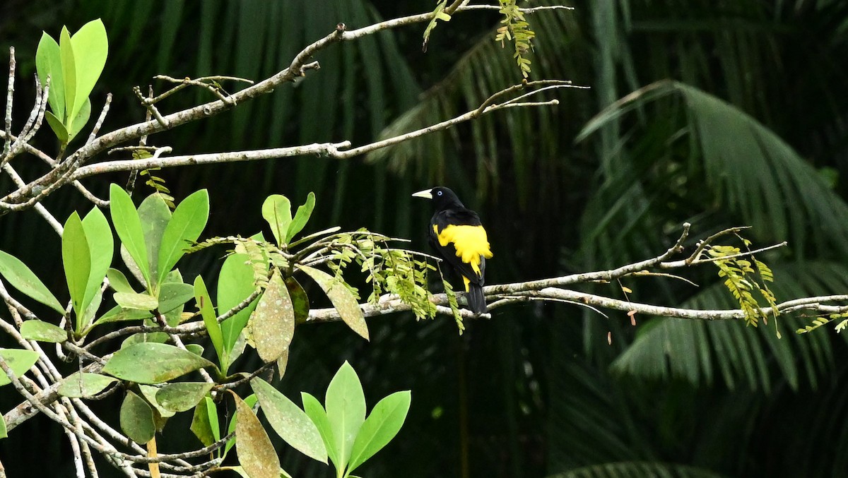 Yellow-rumped Cacique - ML620107009