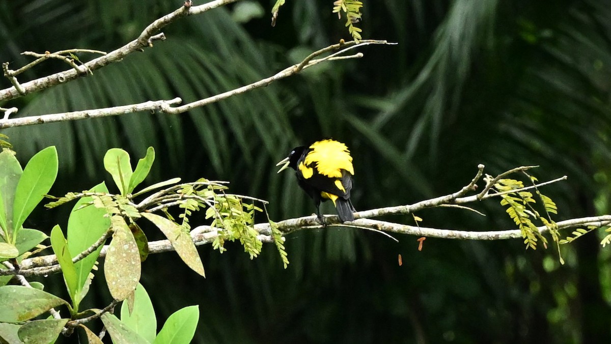 Yellow-rumped Cacique - ML620107010