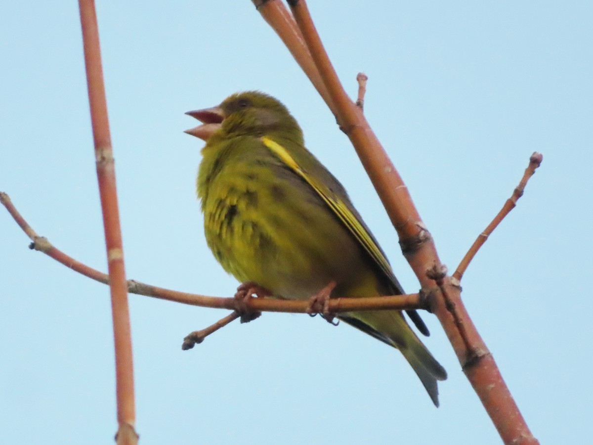 European Greenfinch - ML620107040