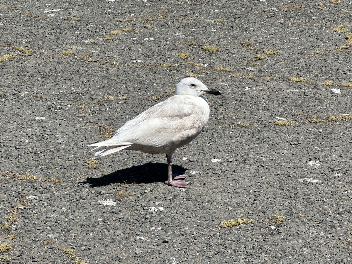 Glaucous-winged Gull - Frank Lenik