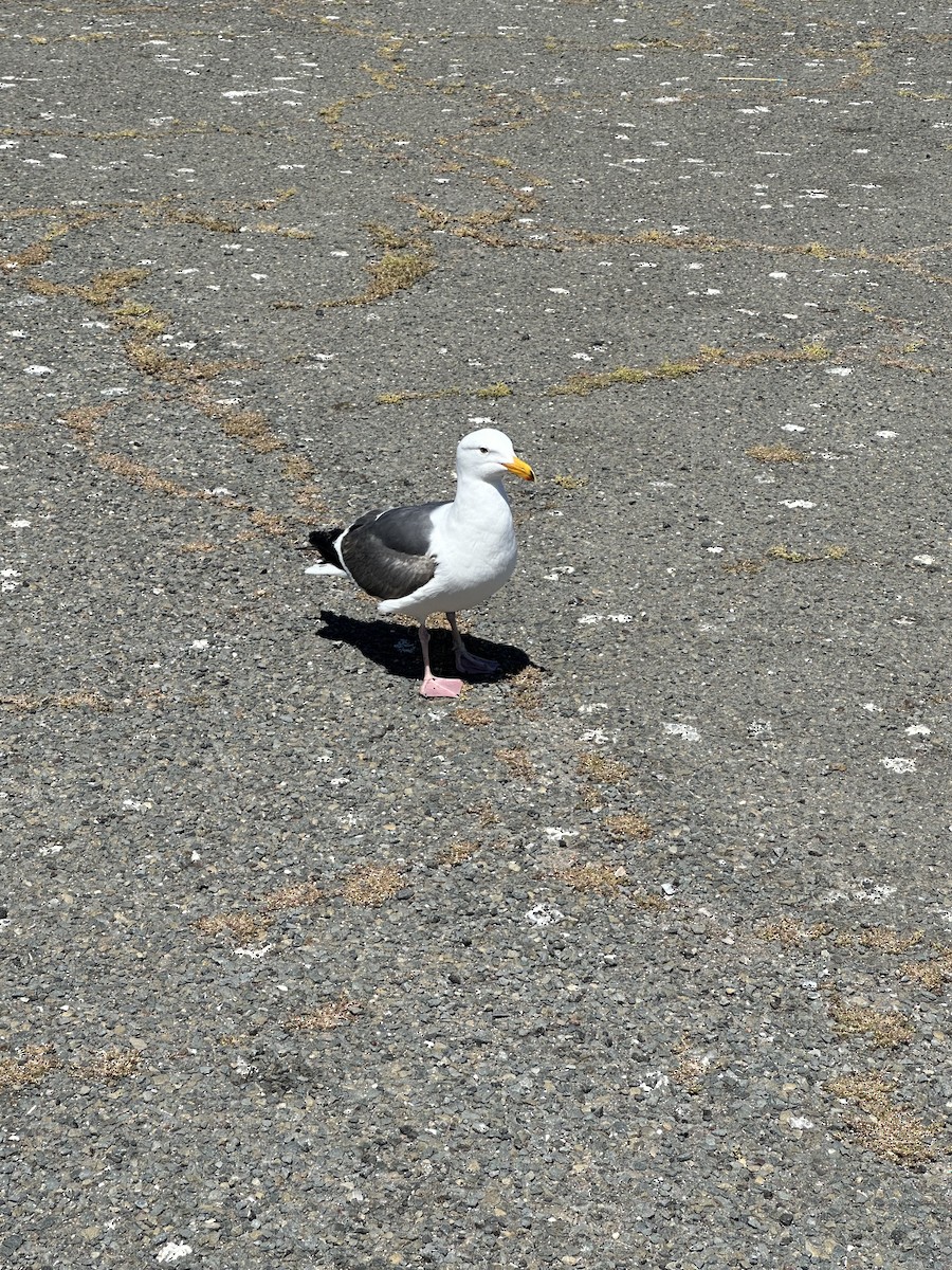 Western Gull - ML620107059