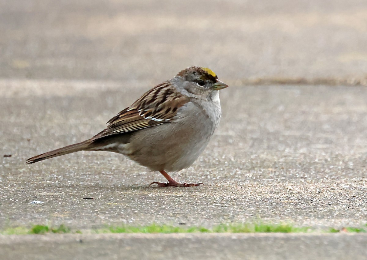 Golden-crowned Sparrow - ML620107066