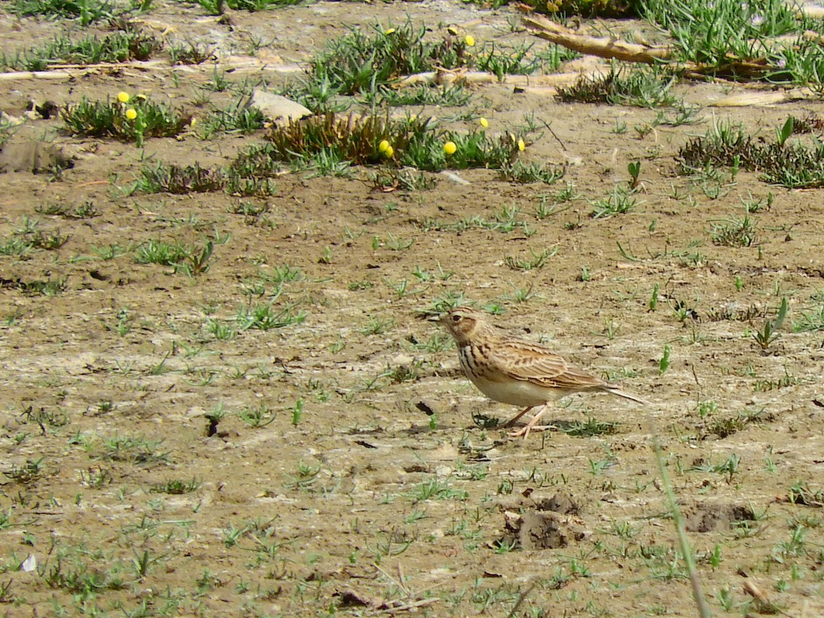 Eurasian Skylark - ML620107072