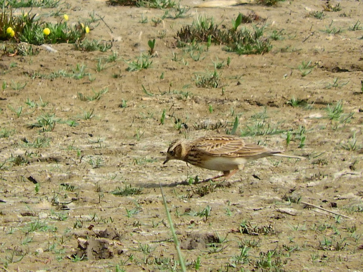 skřivan polní - ML620107075