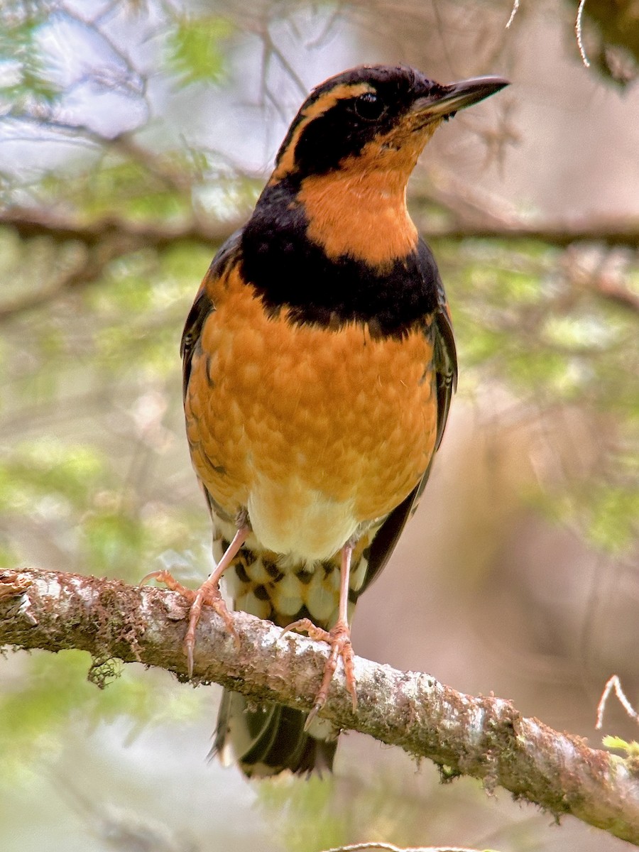 Varied Thrush - ML620107078