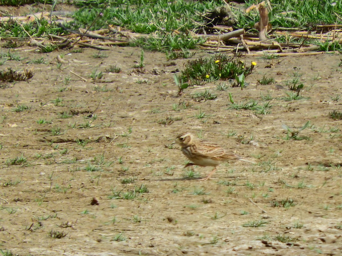 Eurasian Skylark - ML620107082