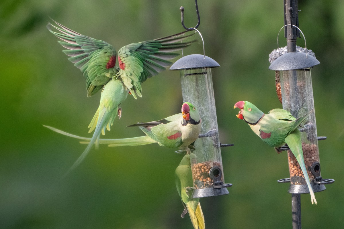 Alexandrine Parakeet - ML620107105