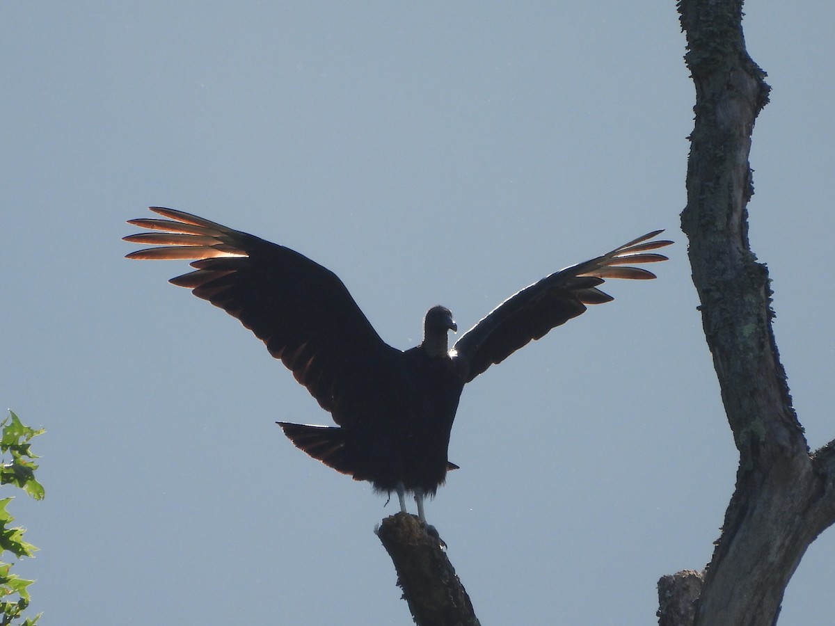 Black Vulture - ML620107112