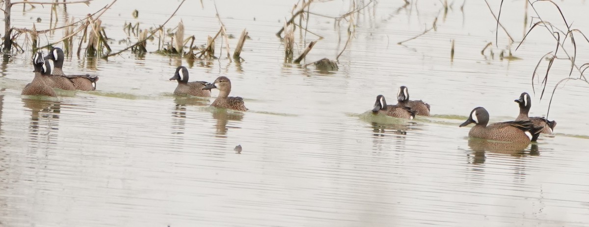 Blue-winged Teal - ML620107113