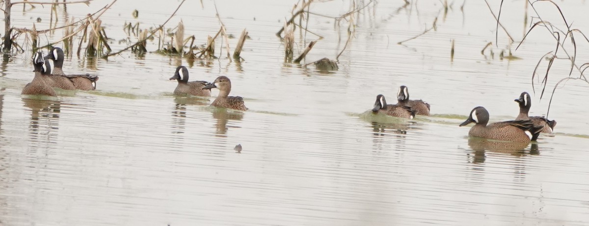 Blue-winged Teal - Lynn Hui