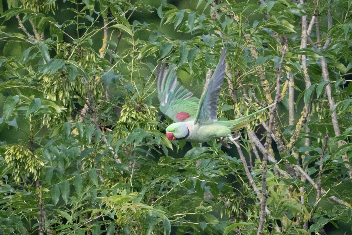 Папужець індійський - ML620107116