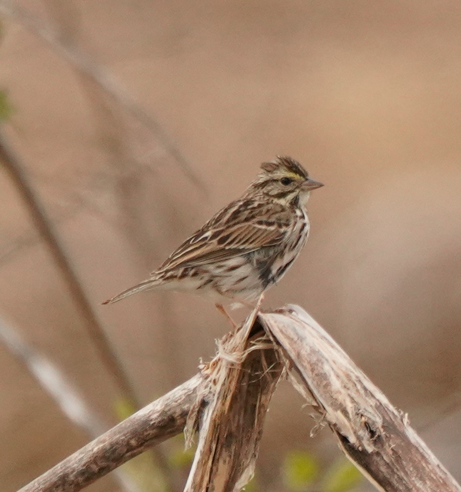 Savannah Sparrow - Lynn Hui