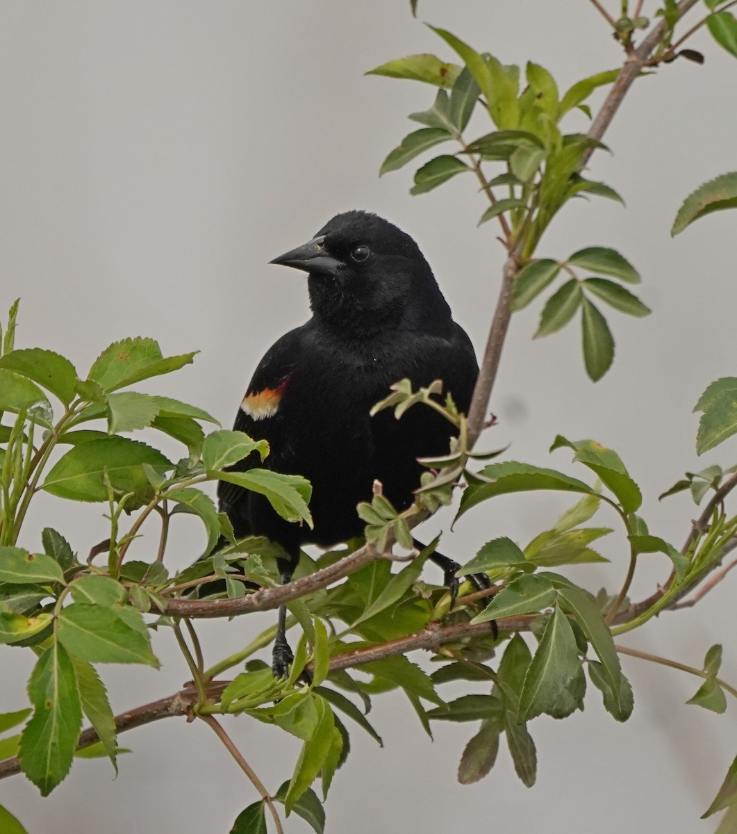 Red-winged Blackbird - ML620107128