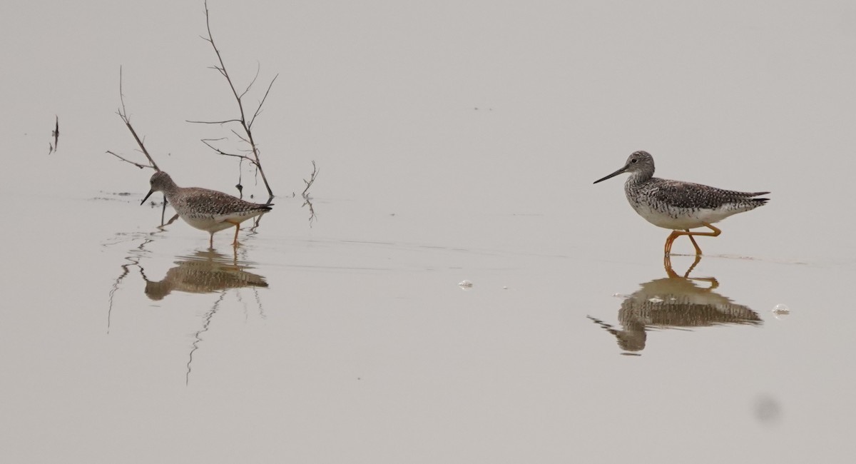 Greater Yellowlegs - ML620107132