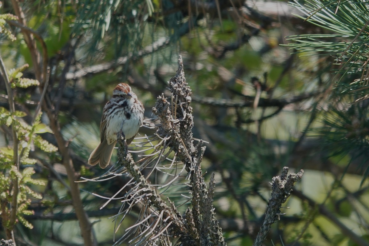 Song Sparrow - ML620107134