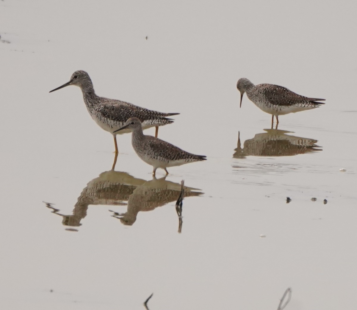 Greater Yellowlegs - ML620107135